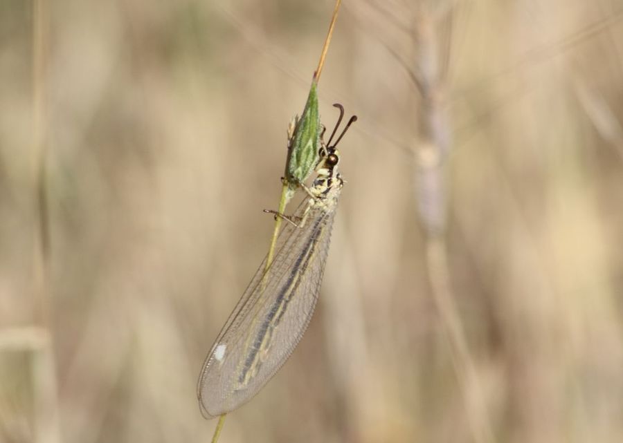 Neuroptero id